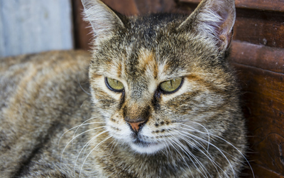 Do Cats Really Use Their Whiskers To Measure Space ...